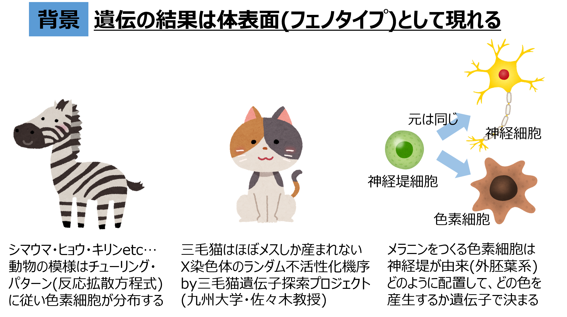 遺伝の結果が体表面のフェノタイプとして現れることを説明する背景図